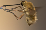 最大的蚊子(世界上最大的蚊子曾经有多大？)