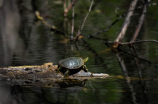 憨八龟的故事：一只抵挡风雨的小生命