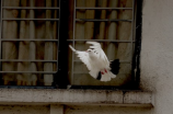 【超详细解读】白羽王鸽的知识,鉴别,饲养,繁殖等技巧